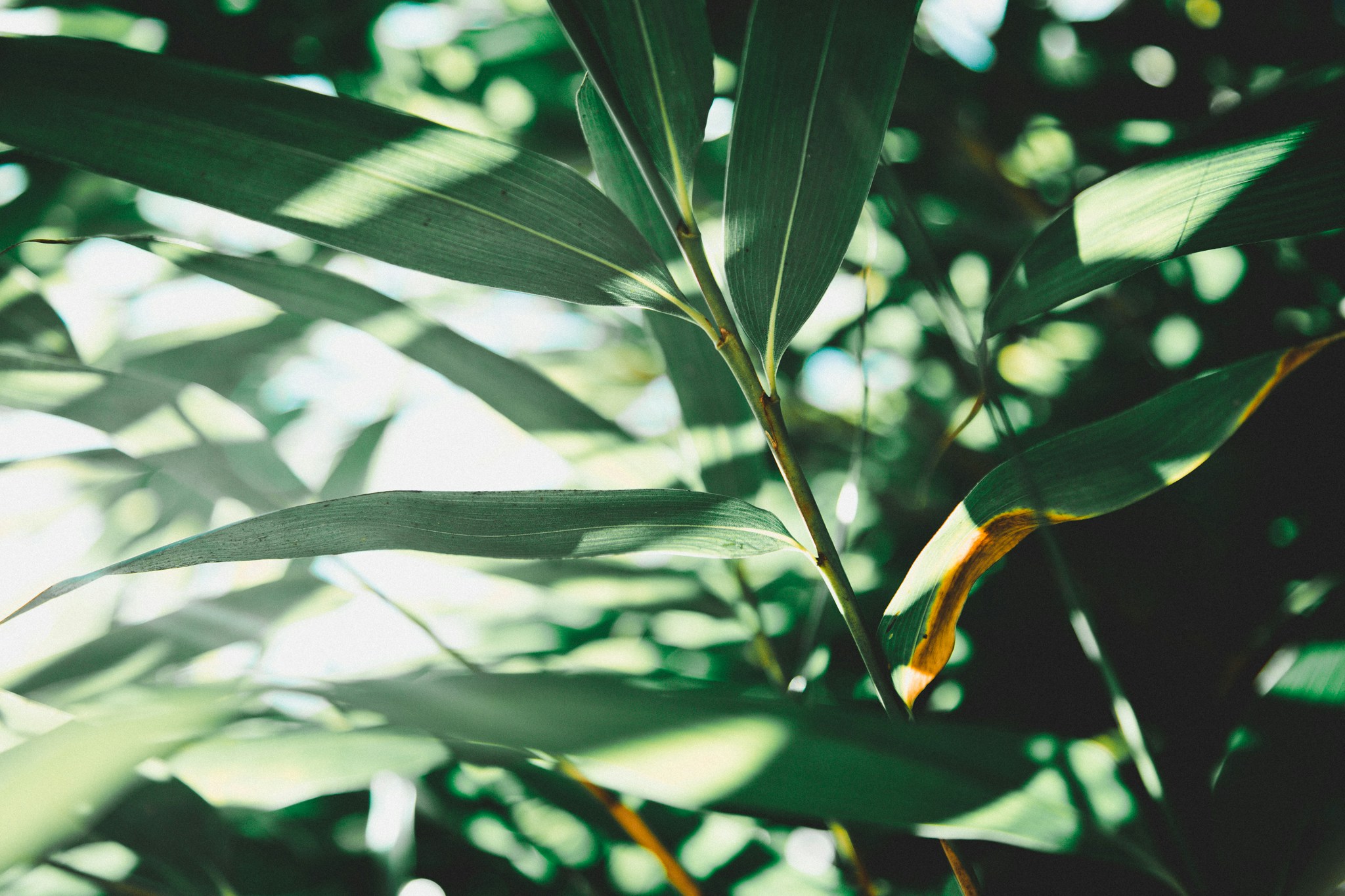 Biodiversità